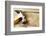 Hammer and Nails on Wood-STILLFX-Framed Photographic Print