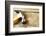 Hammer and Nails on Wood-STILLFX-Framed Photographic Print