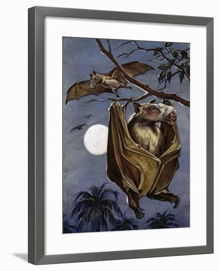 Hammer-Headed Bat or Big-Lipped Bat (Hypsignathus Monstrosus), Pteropodidae-null-Framed Giclee Print