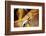 Hammer, Nails, Ruler and Saw on Wood-STILLFX-Framed Photographic Print