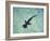 Hammerhead Shark, Atlantis Resort, Bahamas, Caribbean-Michele Westmorland-Framed Photographic Print