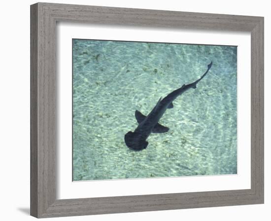 Hammerhead Shark, Atlantis Resort, Bahamas, Caribbean-Michele Westmorland-Framed Photographic Print