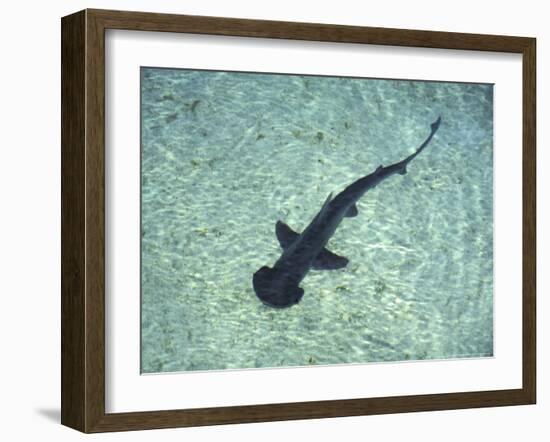 Hammerhead Shark, Atlantis Resort, Bahamas, Caribbean-Michele Westmorland-Framed Photographic Print