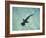 Hammerhead Shark, Atlantis Resort, Bahamas, Caribbean-Michele Westmorland-Framed Photographic Print