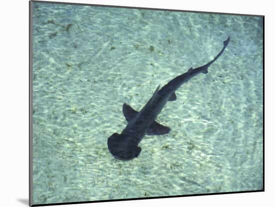 Hammerhead Shark, Atlantis Resort, Bahamas, Caribbean-Michele Westmorland-Mounted Photographic Print