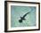 Hammerhead Shark, Atlantis Resort, Bahamas, Caribbean-Michele Westmorland-Framed Photographic Print