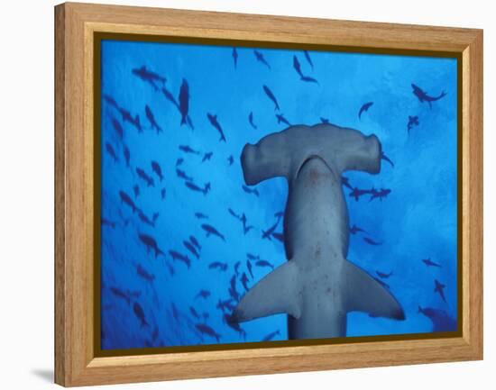 Hammerhead Shark from Below, Galapagos Islands, Ecuador-Stuart Westmoreland-Framed Premier Image Canvas