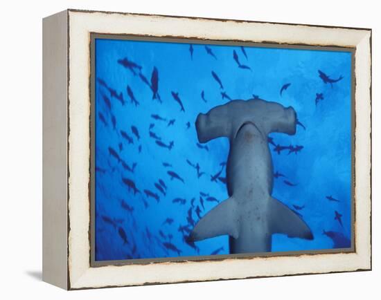 Hammerhead Shark from Below, Galapagos Islands, Ecuador-Stuart Westmoreland-Framed Premier Image Canvas