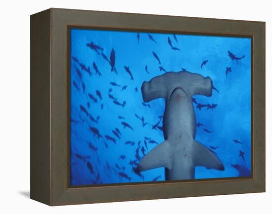 Hammerhead Shark from Below, Galapagos Islands, Ecuador-Stuart Westmoreland-Framed Premier Image Canvas