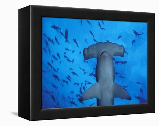 Hammerhead Shark from Below, Galapagos Islands, Ecuador-Stuart Westmoreland-Framed Premier Image Canvas