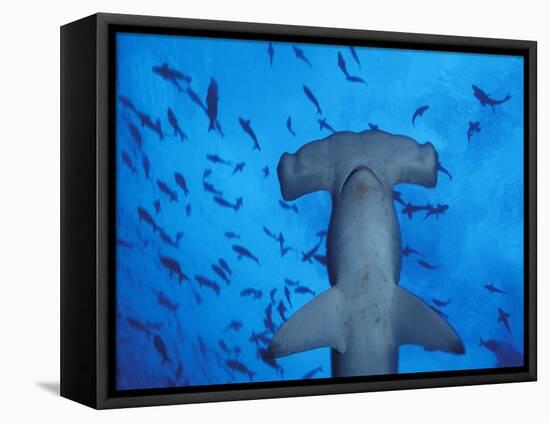 Hammerhead Shark from Below, Galapagos Islands, Ecuador-Stuart Westmoreland-Framed Premier Image Canvas