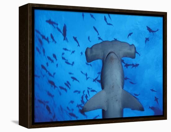 Hammerhead Shark from Below, Galapagos Islands, Ecuador-Stuart Westmoreland-Framed Premier Image Canvas