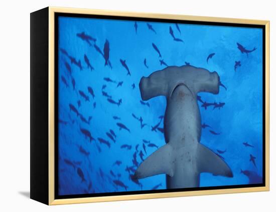 Hammerhead Shark from Below, Galapagos Islands, Ecuador-Stuart Westmoreland-Framed Premier Image Canvas