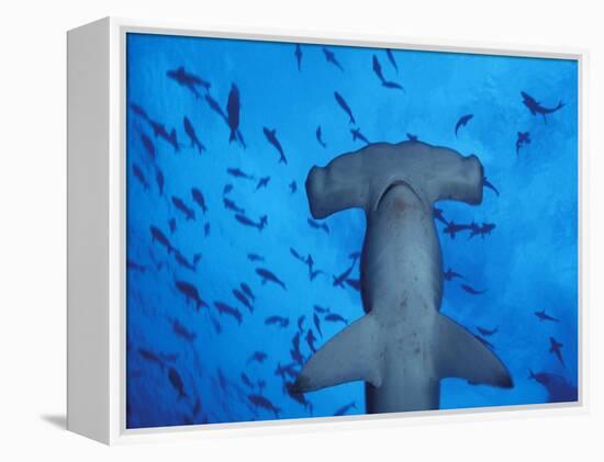 Hammerhead Shark from Below, Galapagos Islands, Ecuador-Stuart Westmoreland-Framed Premier Image Canvas