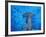 Hammerhead Shark from Below, Galapagos Islands, Ecuador-Stuart Westmoreland-Framed Photographic Print