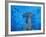 Hammerhead Shark from Below, Galapagos Islands, Ecuador-Stuart Westmoreland-Framed Photographic Print