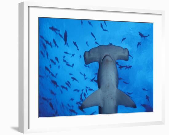 Hammerhead Shark from Below, Galapagos Islands, Ecuador-Stuart Westmoreland-Framed Photographic Print