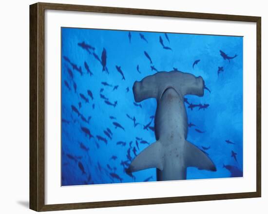 Hammerhead Shark from Below, Galapagos Islands, Ecuador-Stuart Westmoreland-Framed Photographic Print