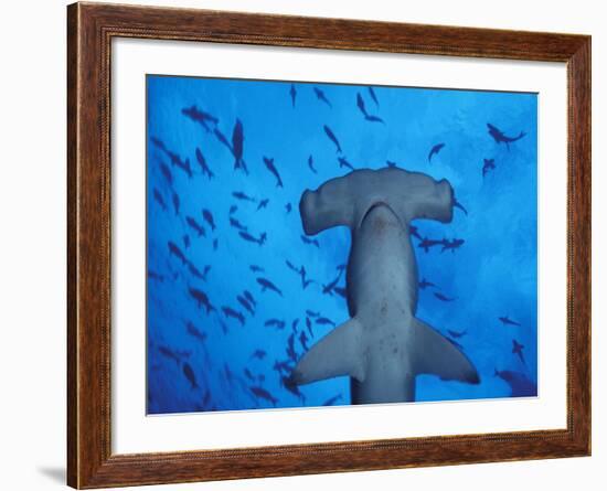 Hammerhead Shark from Below, Galapagos Islands, Ecuador-Stuart Westmoreland-Framed Photographic Print