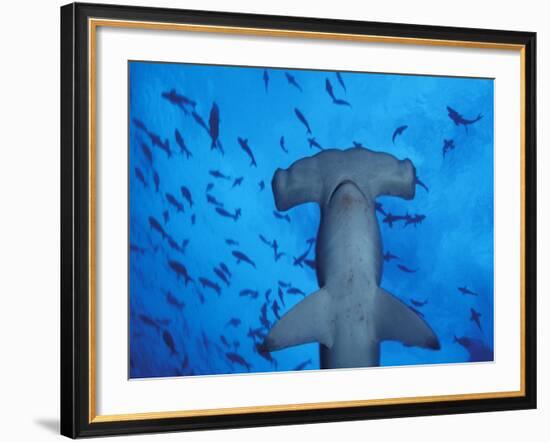 Hammerhead Shark from Below, Galapagos Islands, Ecuador-Stuart Westmoreland-Framed Photographic Print