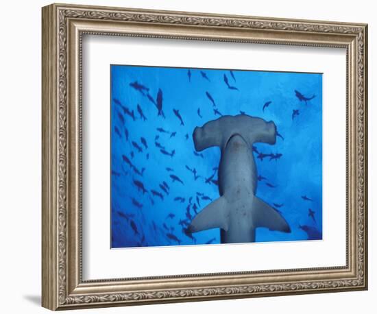 Hammerhead Shark from Below, Galapagos Islands, Ecuador-Stuart Westmoreland-Framed Photographic Print