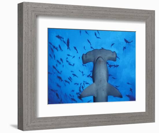 Hammerhead Shark from Below, Galapagos Islands, Ecuador-Stuart Westmoreland-Framed Photographic Print