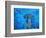 Hammerhead Shark from Below, Galapagos Islands, Ecuador-Stuart Westmoreland-Framed Photographic Print