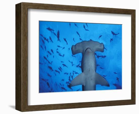 Hammerhead Shark from Below, Galapagos Islands, Ecuador-Stuart Westmoreland-Framed Photographic Print