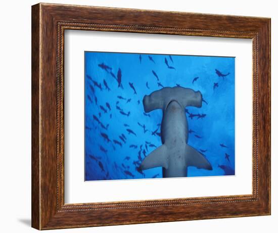 Hammerhead Shark from Below, Galapagos Islands, Ecuador-Stuart Westmoreland-Framed Photographic Print