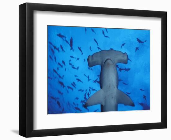 Hammerhead Shark from Below, Galapagos Islands, Ecuador-Stuart Westmoreland-Framed Photographic Print