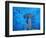 Hammerhead Shark from Below, Galapagos Islands, Ecuador-Stuart Westmoreland-Framed Photographic Print