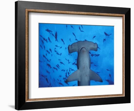 Hammerhead Shark from Below, Galapagos Islands, Ecuador-Stuart Westmoreland-Framed Photographic Print