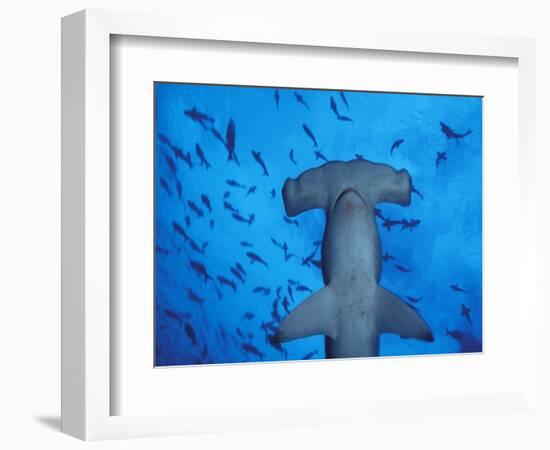 Hammerhead Shark from Below, Galapagos Islands, Ecuador-Stuart Westmoreland-Framed Photographic Print