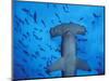 Hammerhead Shark from Below, Galapagos Islands, Ecuador-Stuart Westmoreland-Mounted Photographic Print