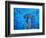 Hammerhead Shark from Below, Galapagos Islands, Ecuador-Stuart Westmoreland-Framed Photographic Print