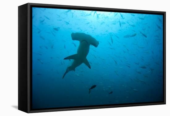 Hammerhead Shark-Peter Scoones-Framed Premier Image Canvas