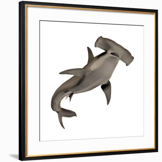 Hammerhead Shark-null-Framed Art Print