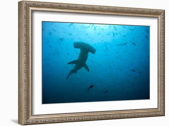 Hammerhead Shark-Peter Scoones-Framed Photographic Print