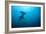 Hammerhead Shark-Peter Scoones-Framed Photographic Print