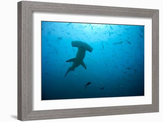 Hammerhead Shark-Peter Scoones-Framed Photographic Print
