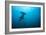 Hammerhead Shark-Peter Scoones-Framed Photographic Print