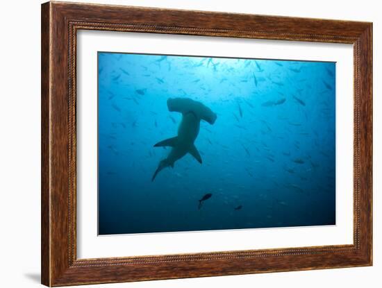 Hammerhead Shark-Peter Scoones-Framed Photographic Print