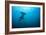 Hammerhead Shark-Peter Scoones-Framed Photographic Print