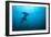 Hammerhead Shark-Peter Scoones-Framed Photographic Print