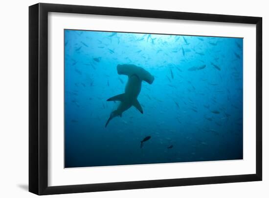 Hammerhead Shark-Peter Scoones-Framed Photographic Print