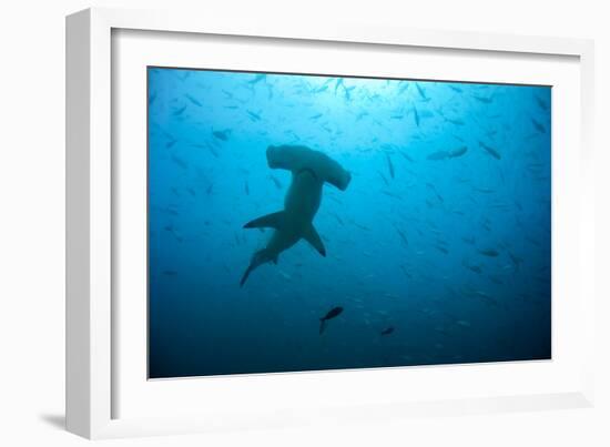 Hammerhead Shark-Peter Scoones-Framed Photographic Print