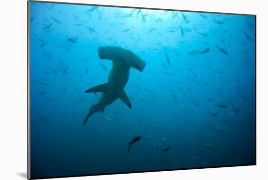 Hammerhead Shark-Peter Scoones-Mounted Photographic Print