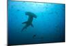 Hammerhead Shark-Peter Scoones-Mounted Photographic Print