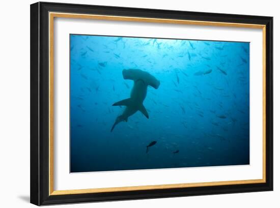 Hammerhead Shark-Peter Scoones-Framed Photographic Print