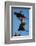 Hammerkops in flight-Scott Bennion-Framed Photo